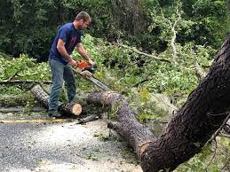 Professional Tree Services in Taylor Creek, OH