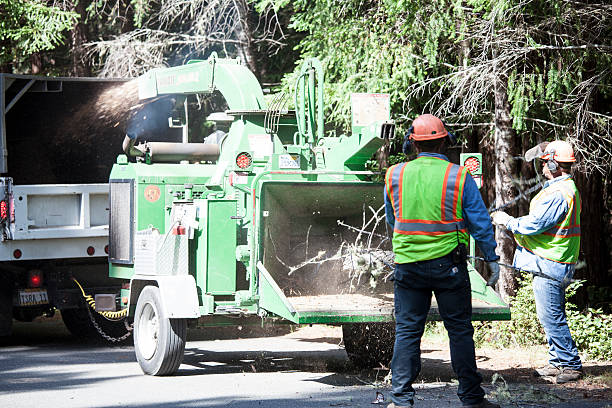 Leaf Removal in Taylor Creek, OH